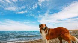 狗狗大讲堂之边境牧羊犬