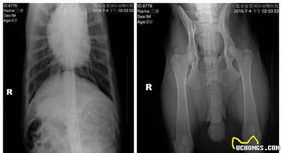 病历:8岁的德牧犬患了椎间盘突出,怎么办?