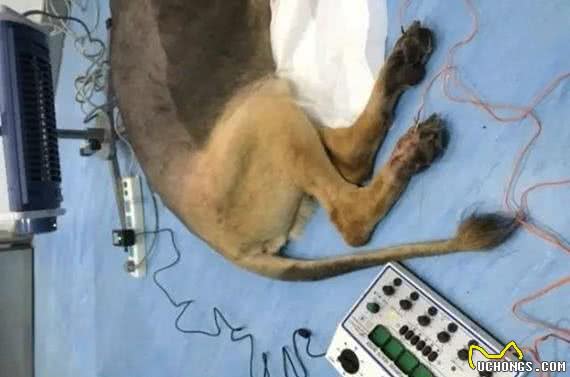 病历:8岁的德牧犬患了椎间盘突出,怎么办?