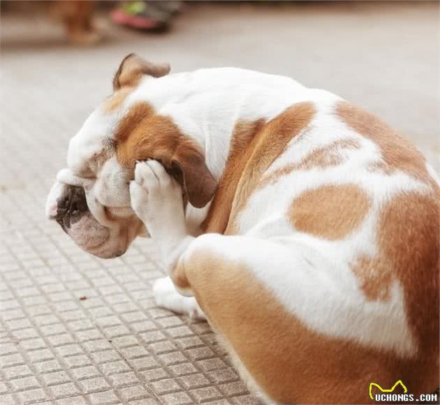 家里乱遭遭，也可能会让犬过敏！细说狗狗常见的4大过敏原