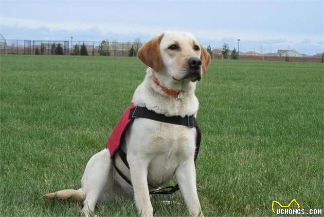 想养好一只拉布拉多犬?全方位了解拉布拉多犬的超级攻略