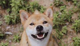 这6种小型犬十分忠心，养过的人，都说不后悔