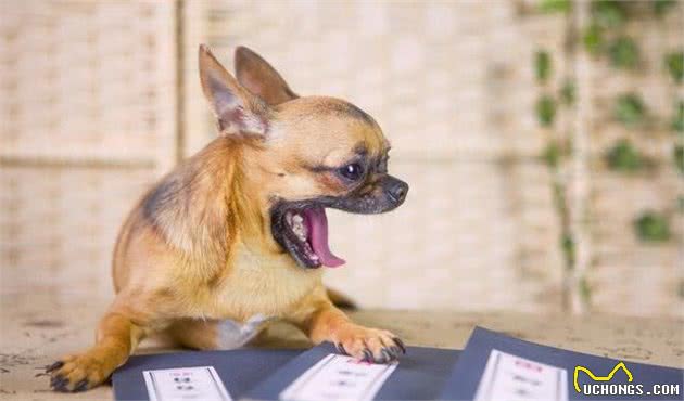 选择犬粮要防止哪些误区？要注意哪些问题，才能选择合适的犬粮