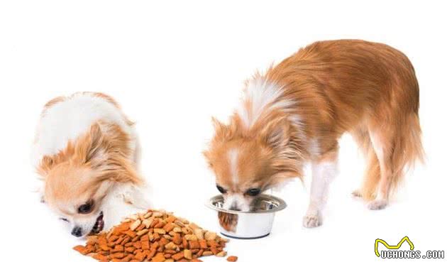 选择犬粮要防止哪些误区？要注意哪些问题，才能选择合适的犬粮