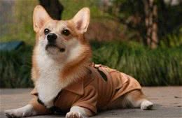 狗狗每一年都需要打针么？幼犬也需要么？