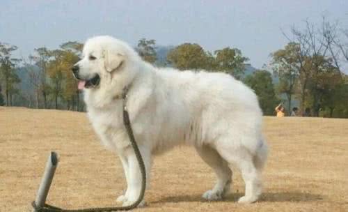 这6种著名的巨型犬,你见过几个?