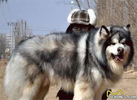 这6种著名的巨型犬,你见过几个?