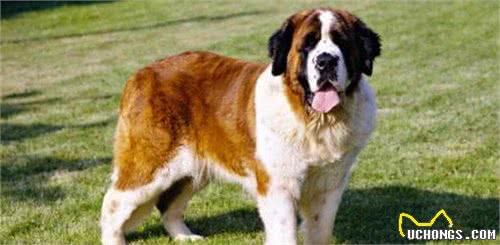 这6种著名的巨型犬,你见过几个?