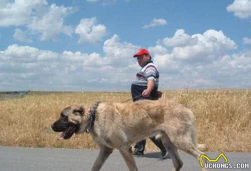 这6种著名的巨型犬,你见过几个?