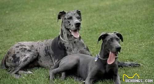 这6种著名的巨型犬,你见过几个?