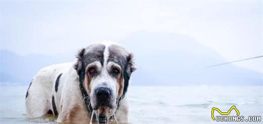 这6种著名的巨型犬,你见过几个?