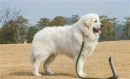 这6种著名的巨型犬，你见过几个？