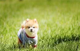 孕妇也能够养狗吗？当然能够，只要做好防备措施
