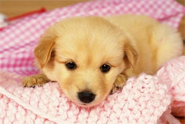 怕狗狗出现意外？那就好美观看这篇急救攻略~