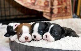 小狗晚上叫不停，吵得家人没法睡，其实最好是别管它