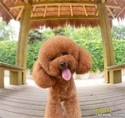 泰迪犬这“5大心理”很常见，第2种很危险，你家有吗？