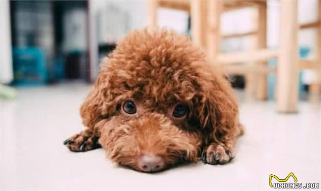 泰迪犬这“5大心理”很常见，第2种很危险，你家有吗？
