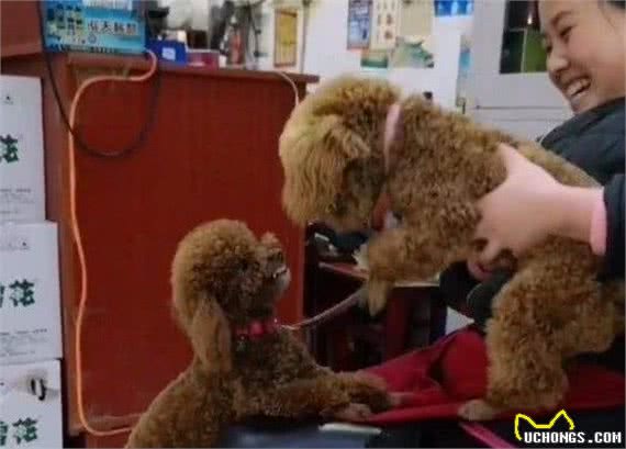 泰迪犬这“5大心理”很常见，第2种很危险，你家有吗？