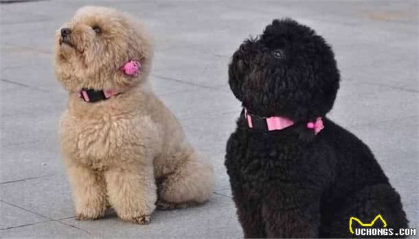 泰迪犬这“5大心理”很常见，第2种很危险，你家有吗？