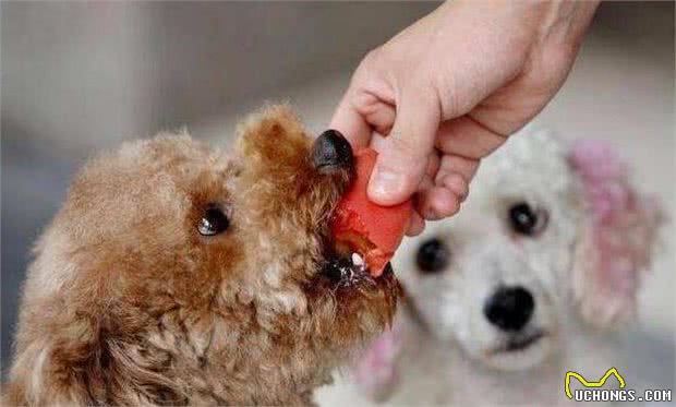泰迪犬这“5大心理”很常见，第2种很危险，你家有吗？