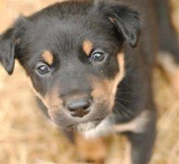 这只二战时被炸伤腿的幼犬，救了全基地的人的命
