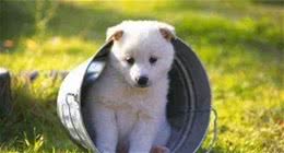 狗狗爱翻垃圾桶吃垃圾，怎么办？