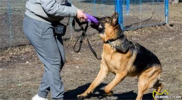 德国牧羊犬为什么会被禁养呢？