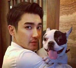 崔始源斗牛犬咬死人之后，韩国政府拟修法强制狗戴口罩