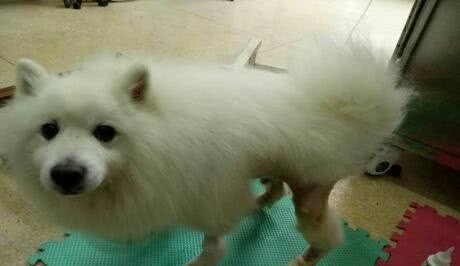 奇迹!瘫痪的银狐犬重新站了起来