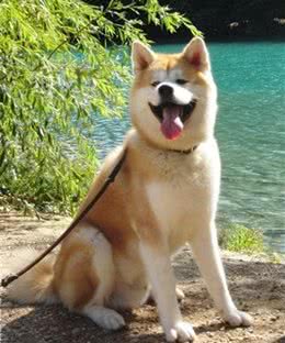 美国人把秋田犬培养成美系秋田犬之后，日本人不愿意了