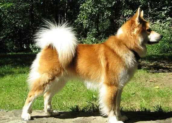 冰岛唯一的本土犬种—冰岛牧羊犬
