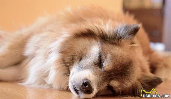 冰岛唯一的本土犬种—冰岛牧羊犬