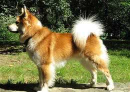冰岛唯一的本土犬种—冰岛牧羊犬