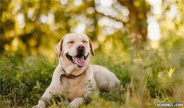 自带呆萌属性的拉布拉多犬怎么训？做好这些让你的狗狗人见人爱