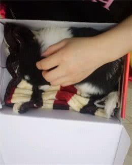 狗狗太不给面子了，在别人眼前装死，让主人颜面尽失