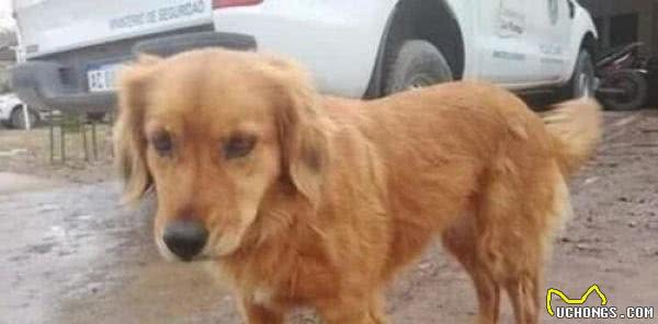 金毛猎犬在警局外待了一年,警察被它感动,它还要再待两年