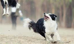 边牧犬一直“发抖”可不是怕冷，有这些原因，多是在向你求救