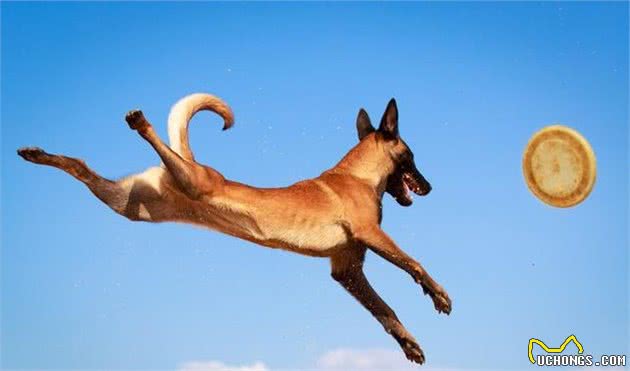 外型健壮，体力充沛，狗中的运动健将—比利时马林诺斯牧羊犬
