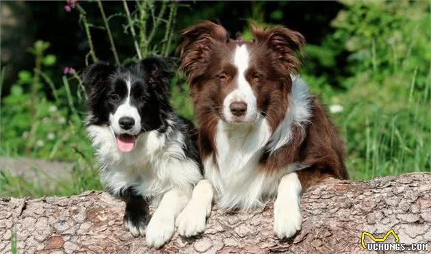 你不能不知道的全球最优秀的犬种，边境牧羊犬！
