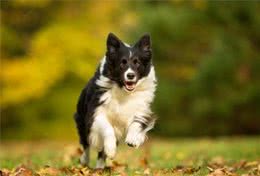 你不能不知道的全球最优秀的犬种，边境牧羊犬！