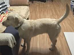 为什么狗狗摇尾巴还会吠人？不是狗狗精分，是你误解了犬行为