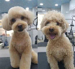 给宠物犬美容的时候注意做好下面这四件事，健康比美丽更重要
