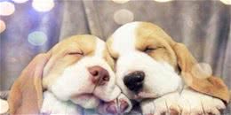 要是你的狗狗出现了这些情况，那它可能已经衰老并步入老年