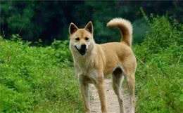 有5件事宠主不要做，会让狗狗养成坏毛病，给你带来麻烦