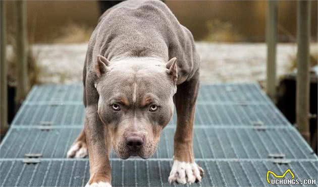 |狗课堂｜全球公认的十大猛犬，最后一种极度危险，见到快跑
