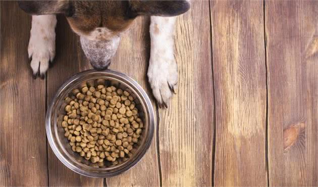 犬粮储存不当危害大，美国博士教你正确的储粮方法：干粮篇