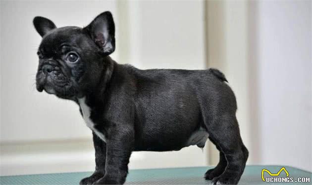 日本有柴犬，美国有可卡犬，法国有斗牛犬，老外：你们中国有什么？
