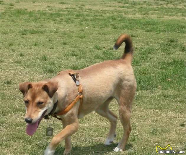 日本有柴犬，美国有可卡犬，法国有斗牛犬，老外：你们中国有什么？