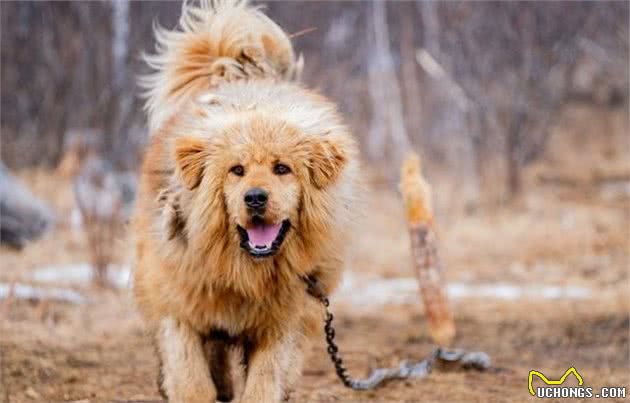 日本有柴犬，美国有可卡犬，法国有斗牛犬，老外：你们中国有什么？