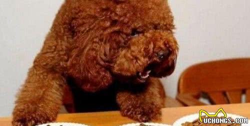养贵宾犬的几大注意事项